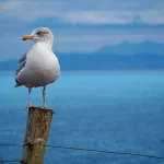 Facts About Seagulls