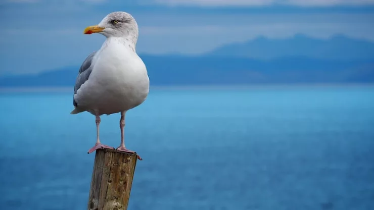 Facts About Seagulls