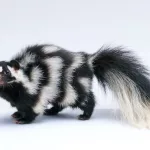 Facts About Skunks