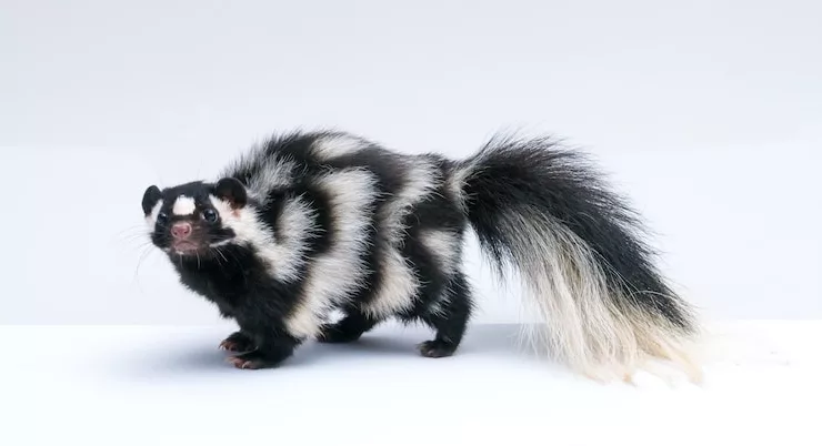 Facts About Skunks