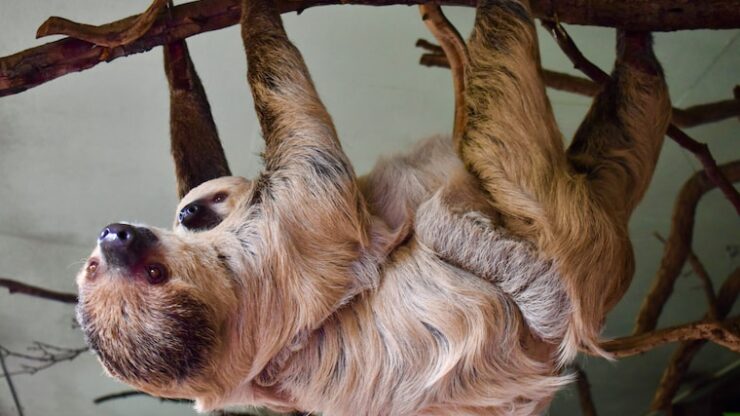 Facts About Sloths