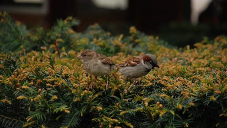 Facts About Sparrows |