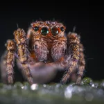 Facts About Spiders
