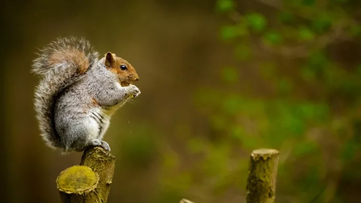 Facts About Squirrels