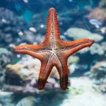 Facts About Starfish | Robotic Chef