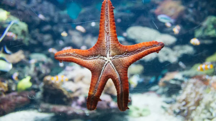 Facts About Starfish |