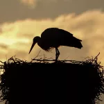 Facts About Storks |