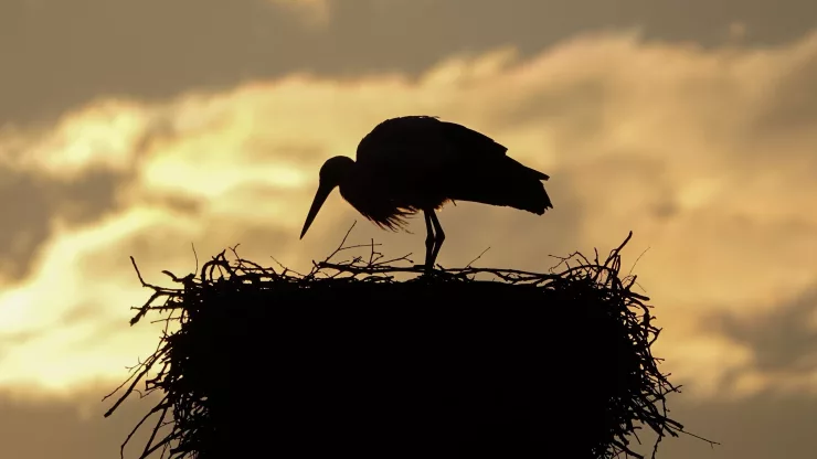 Facts About Storks |