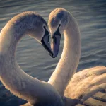 Facts About Swans