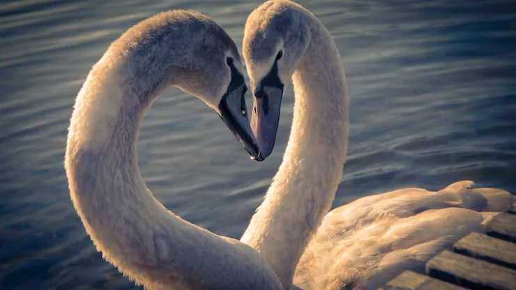 Facts About Swans