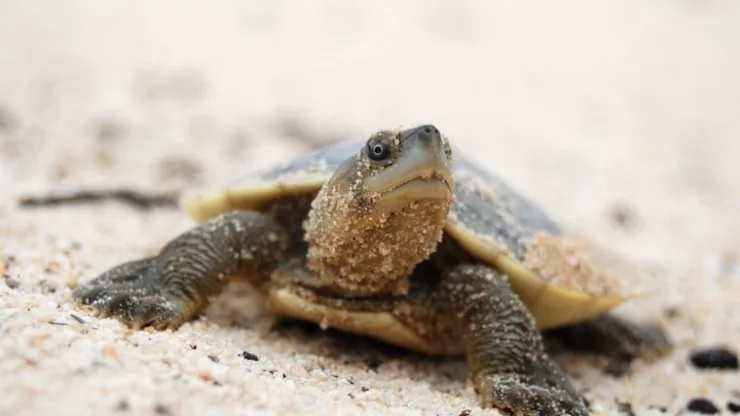 Facts About Terrapins