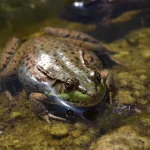 Facts About Toads