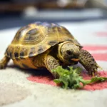 Facts About Tortoises | Famous People