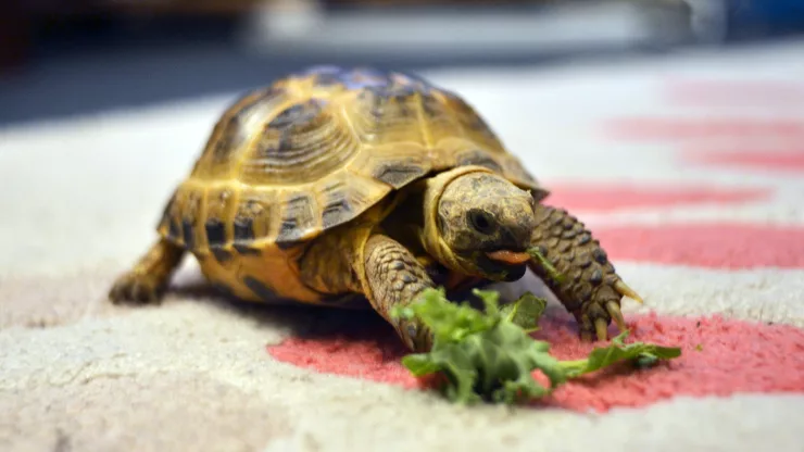 Facts About Tortoises |