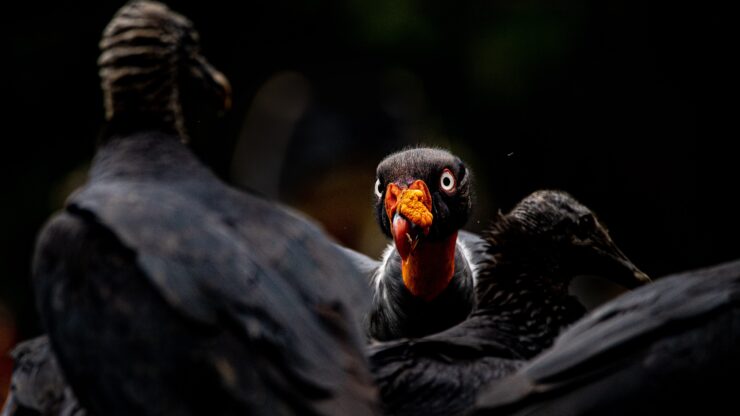 Facts About Vultures |