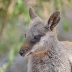 Facts About Wallabies