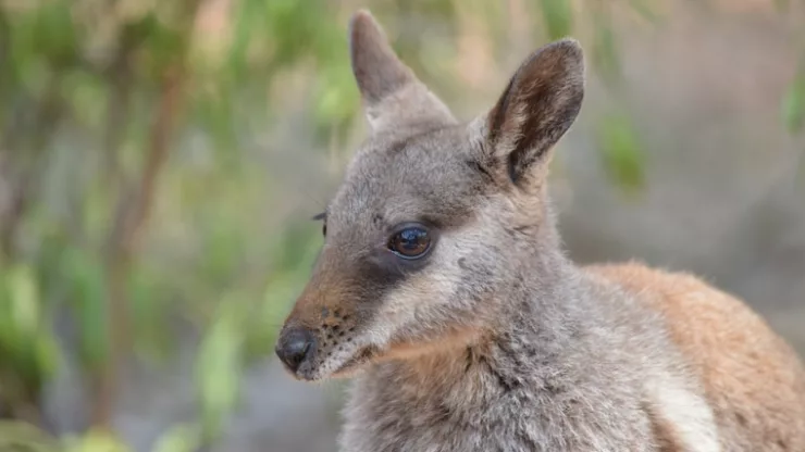 Facts About Wallabies