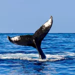 Facts About Whales |