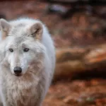 Facts About Wolves |