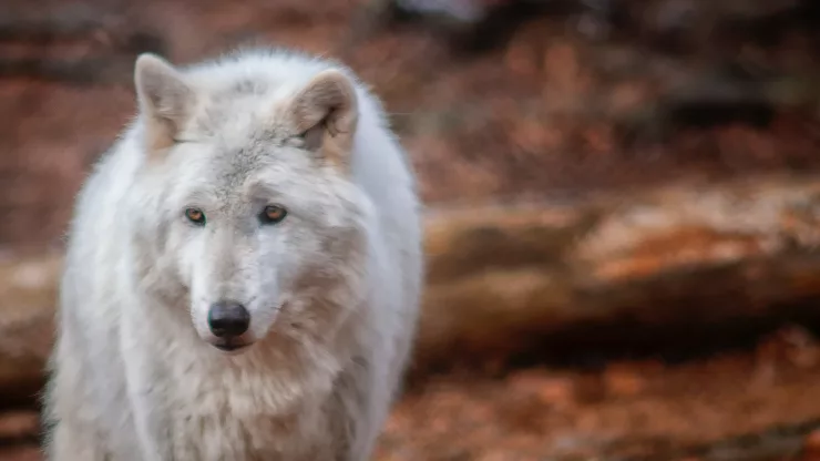 Facts About Wolves |