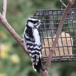 Facts About Woodpeckers |