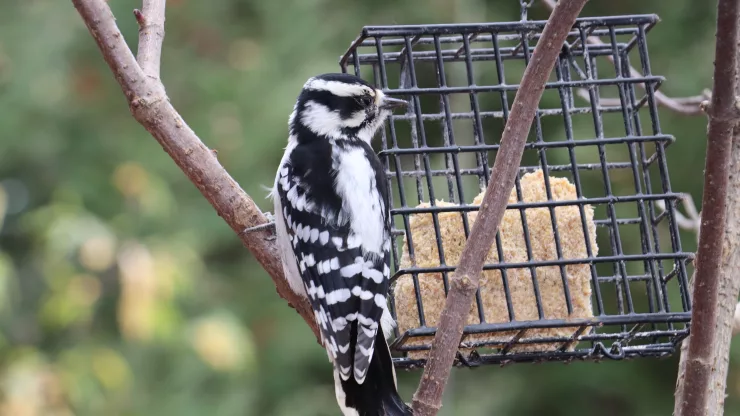 Facts About Woodpeckers |