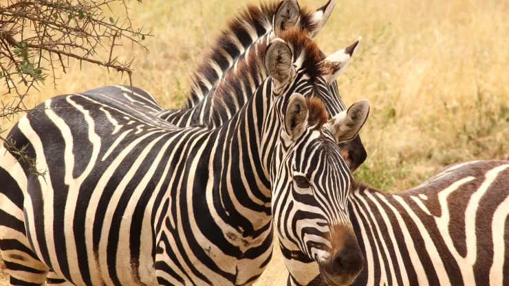 Facts About Zebras |