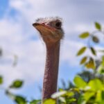 Fun Facts About Ostriches
