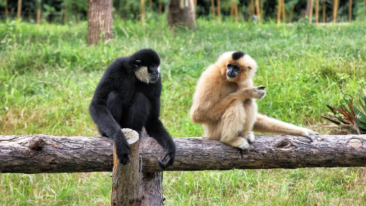 Facts About Gibbons |