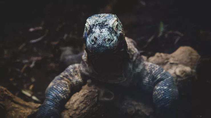 Facts About Komodo Dragons |