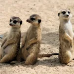 Facts About Meerkats |