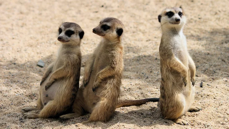 Facts About Meerkats |
