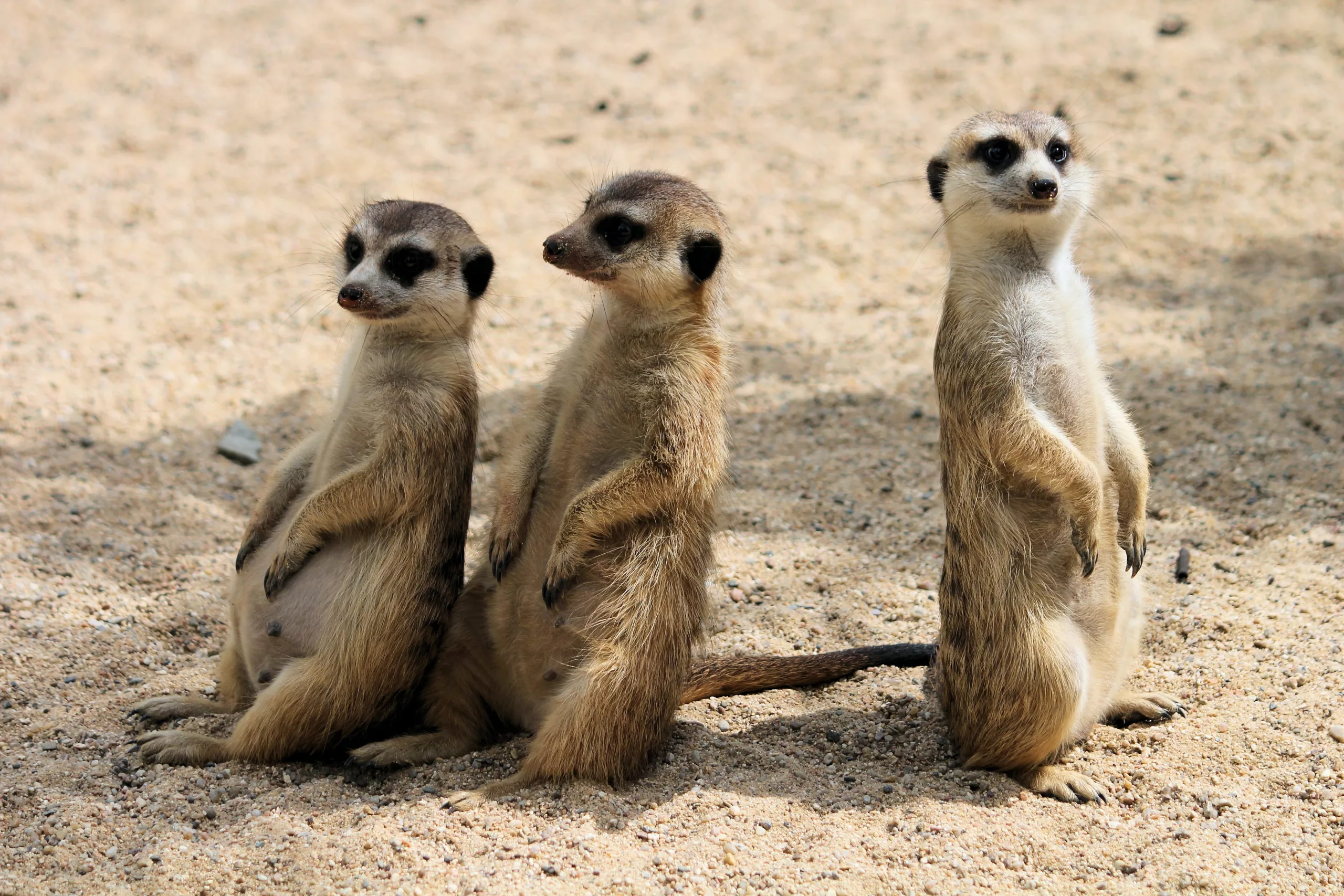 Facts About Meerkats | Facts On Tap