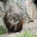 Porcupines