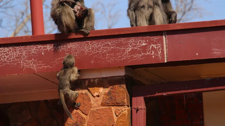 Facts About Baboons |