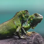 Facts About Lizards | Nature