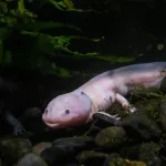 a white and black animal laying on top of rocks