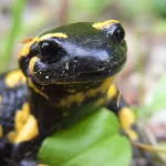 fire salamander, amphibian, animal