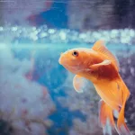 orange fish in fish tank