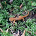 a close up of a lizard on a mossy surface