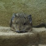 elephant jerboa, mouse, fly on the wall, crouch, close up