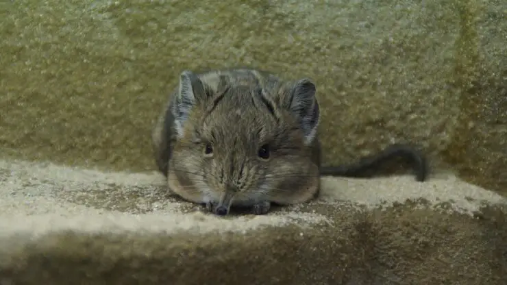 elephant jerboa, mouse, fly on the wall, crouch, close up