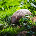 brown snail on green grass during daytime