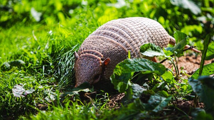 brown snail on green grass during daytime