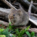 Facts About Naked Mole Rats | stew leonard's