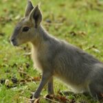 a baby kangaroo is sitting in the grass