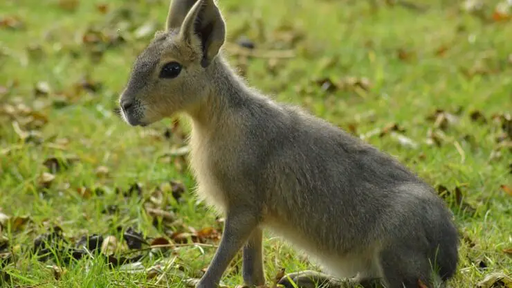 a baby kangaroo is sitting in the grass