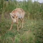 brown deer on green grass field during daytime