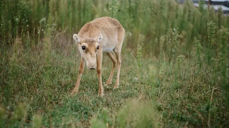 brown deer on green grass field during daytime