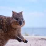 selective focus photography of brown rodent